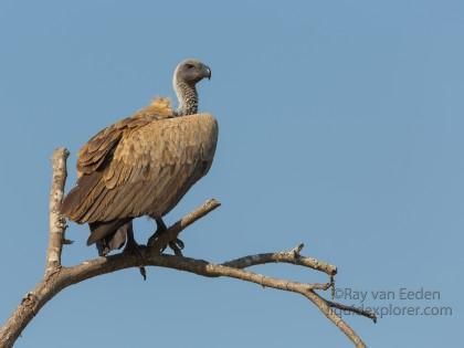 Vulture-Kruger-Park-Wildlife-Portrait-2014-1-of-1