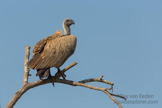 Vulture-Kruger-Park-Wildlife-Portrait-2014-1-of-1