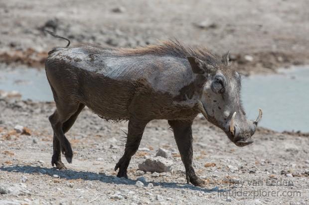 Warthog-Etosha-Wildlife-Portrait-1-of-1