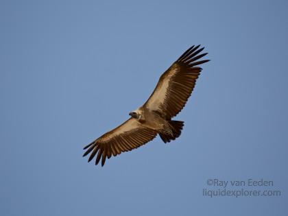 White-Backed-Vulture-Central-Kalahari-Wildlife