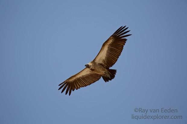 White-Backed-Vulture-Central-Kalahari-Wildlife