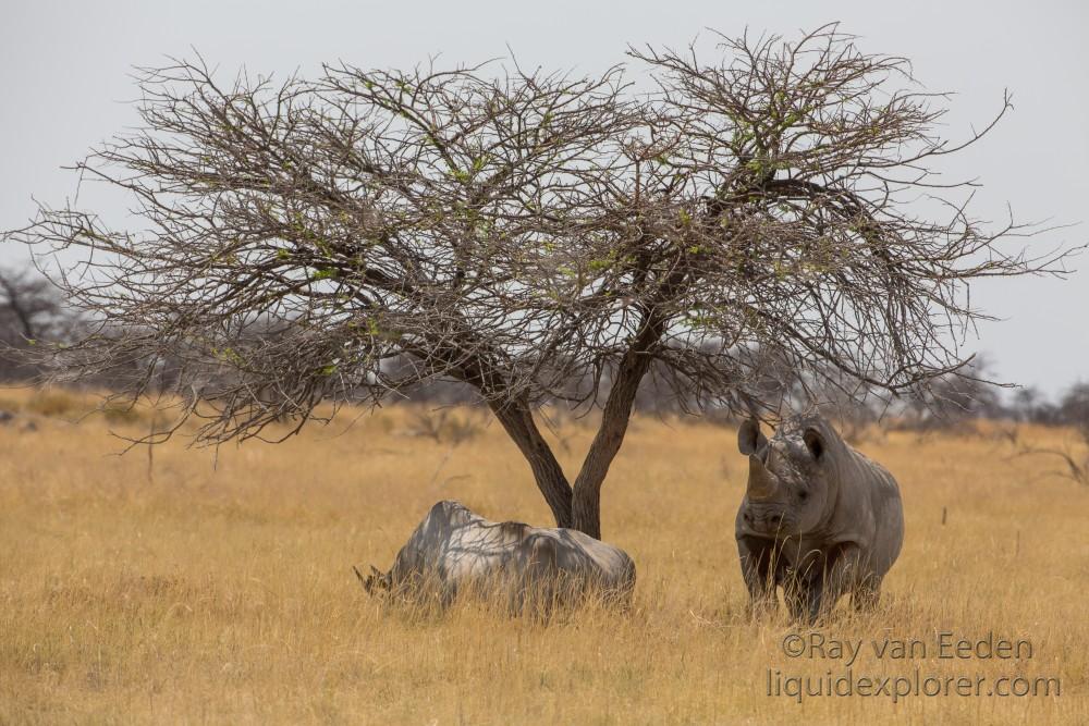 White-Rhino-Etosha-Wildlife-Wide-Angle-1-of-3