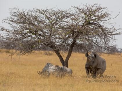 White-Rhino-Etosha-Wildlife-Wide-Angle-1-of-3