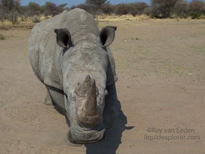 White-Rhino-Gobabis-Landscape-2014-6-of-1