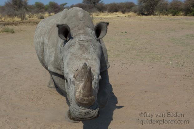White-Rhino-Gobabis-Landscape-2014-6-of-1