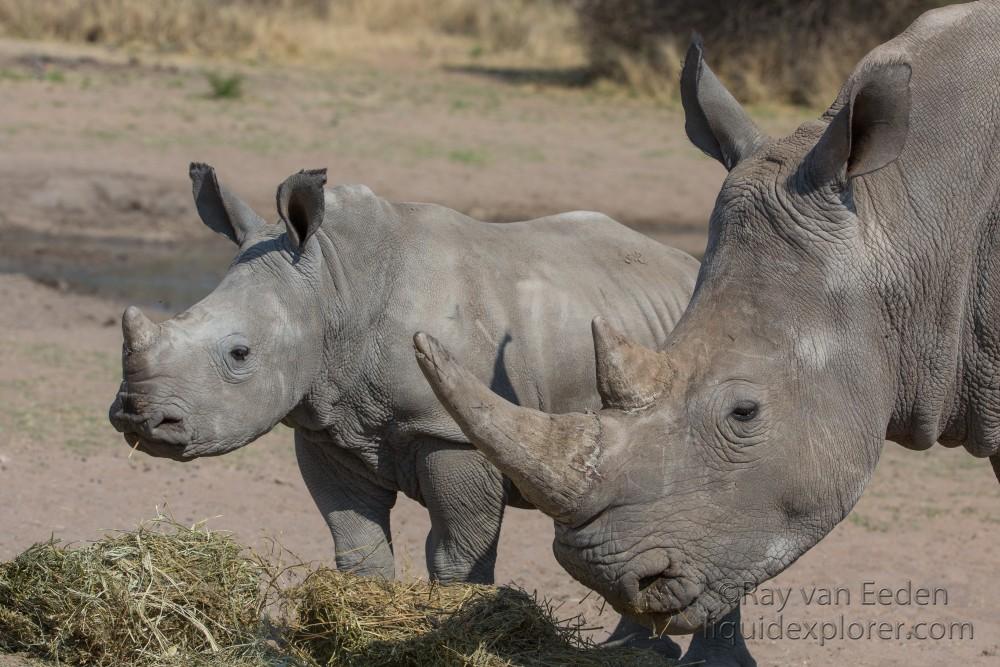 White-Rhino-Gobabis-Wildlife-Portrait-2014-1-of-1