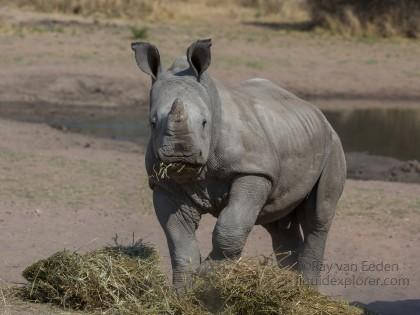 White-Rhino-Gobabis-Wildlife-Portrait-2014-2-of-1