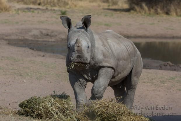 White-Rhino-Gobabis-Wildlife-Portrait-2014-2-of-1