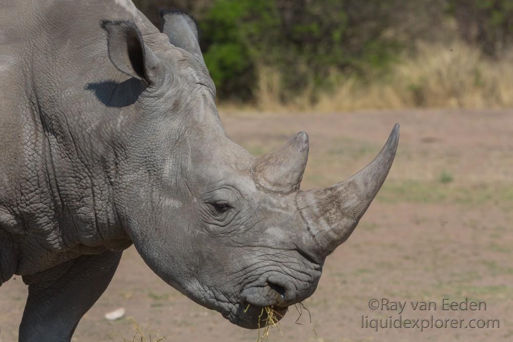White-Rhino-Gobabis-Wildlife-Portrait-2014-3-of-1