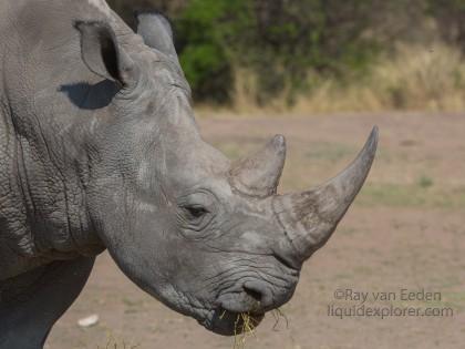 White-Rhino-Gobabis-Wildlife-Portrait-2014-3-of-1