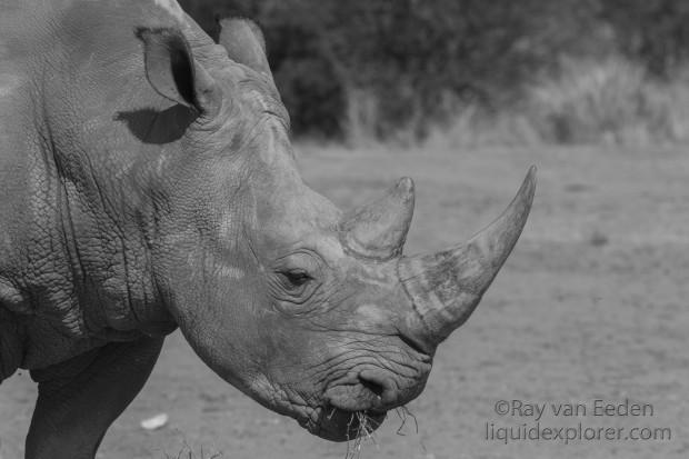 White-Rhino-Gobabis-Wildlife-Portrait-2014-4-of-1