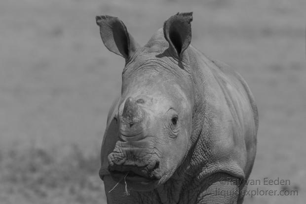 White-Rhino-Gobabis-Wildlife-Portrait-2014-5-of-1