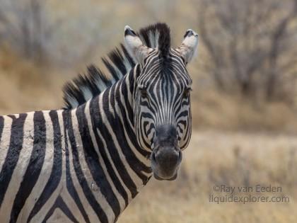 Zebra-Etosha-Wildlife-Portrait-1-of-1