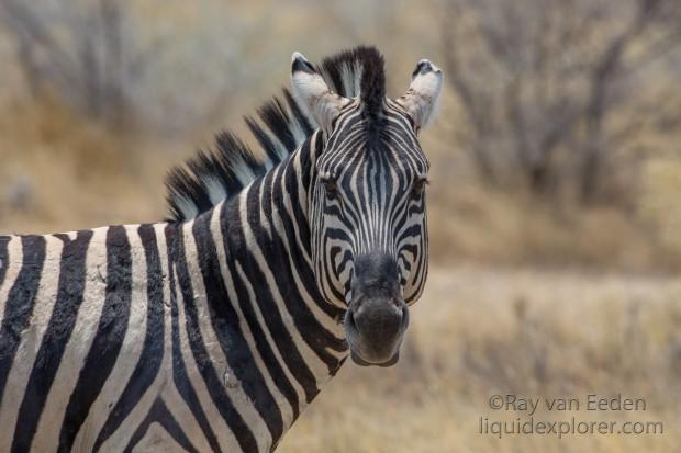 Zebra-Etosha-Wildlife-Portrait-1-of-1