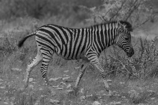 Zebra-Etosha-Wildlife-Portrait-2014-1-of-1