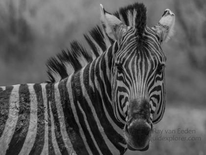 Zebra-Etosha-Wildlife-Portrait-2014-2-of-1