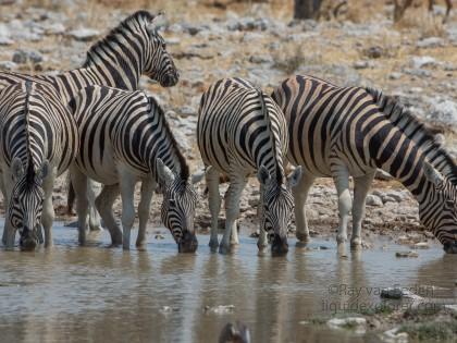 Zebra-Etosha-Wildlife-Wide-Angle-1-of-1