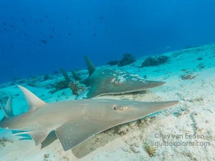 Guitar shark – House Reef – Underwater wide angle (1 of 1)