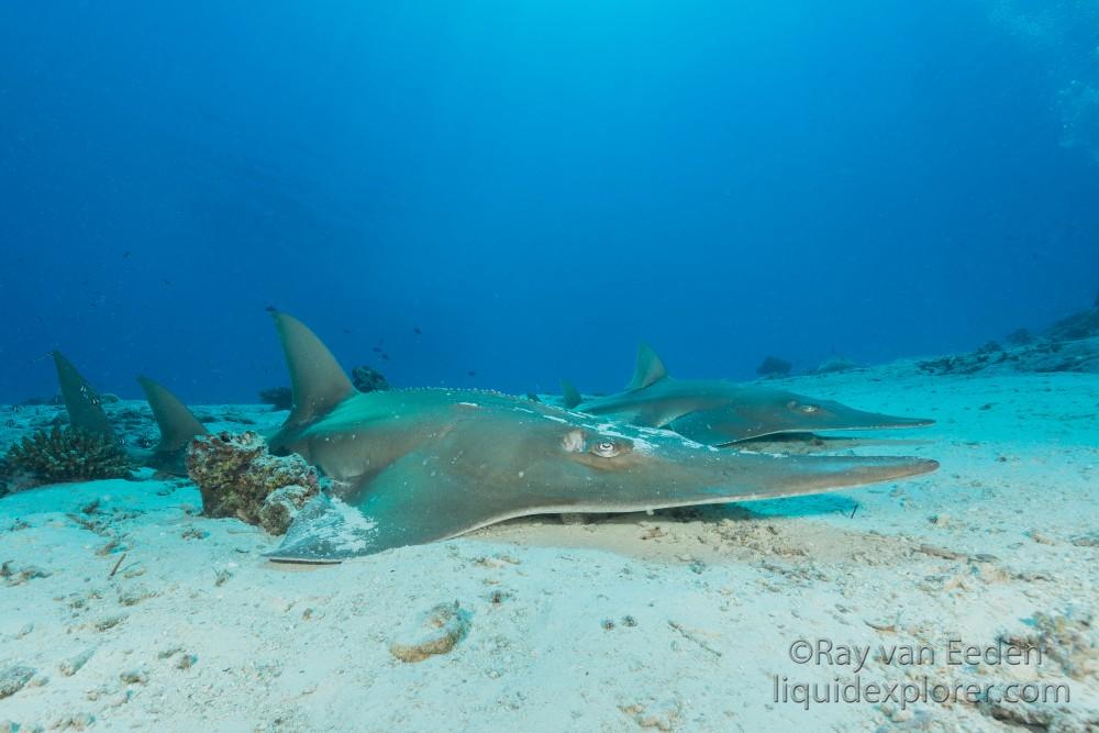 Guitar shark – House Reef – Underwater wide angle (2 of 1)