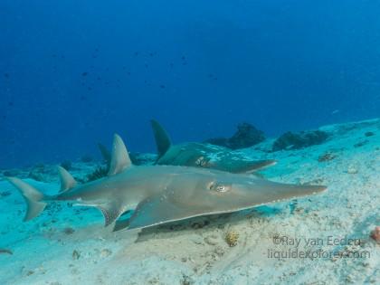 Guitar shark – House Reef – Underwater wide angle (3 of 1)