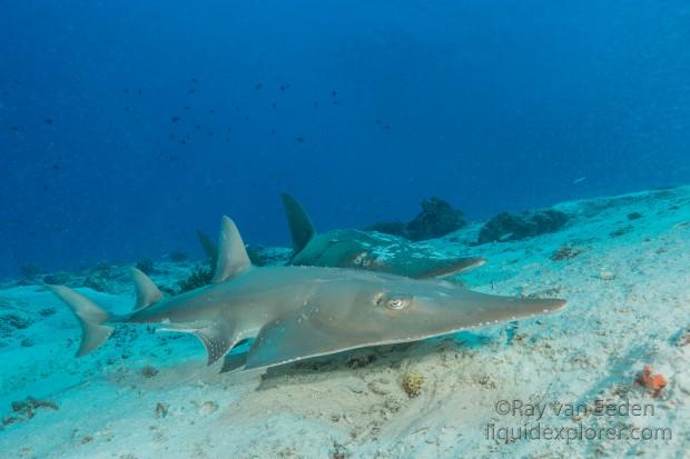 Guitar shark – House Reef – Underwater wide angle (3 of 1)