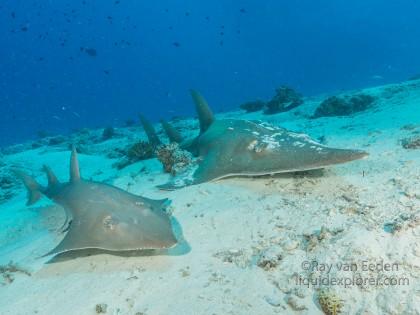 Guitar shark – House Reef – Underwater wide angle (4 of 1)