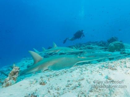 Guitar shark – House Reef – Underwater wide angle (5 of 1)