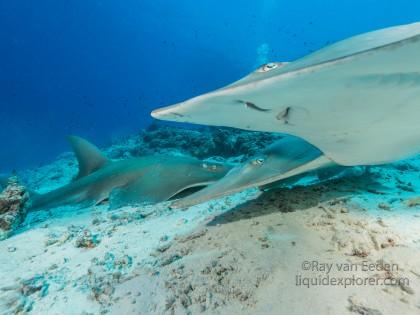 Guitar shark – House Reef – Underwater wide angle (6 of 1)