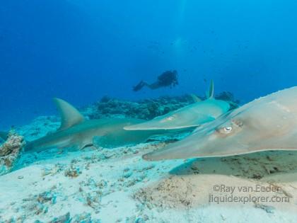 Guitar shark – House Reef – Underwater wide angle (7 of 1)