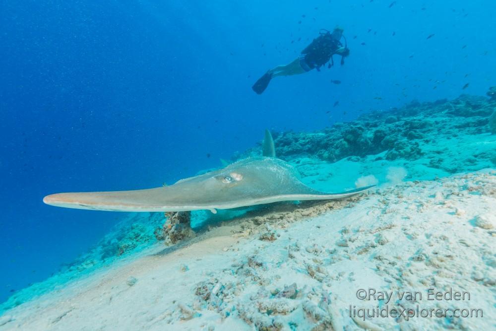 Guitar shark – House Reef – Underwater wide angle (8 of 1)