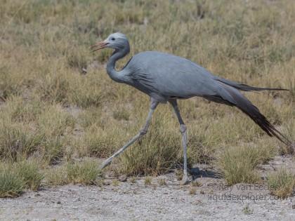 Blue Crane -1 – Etosha – Wildlife Wide