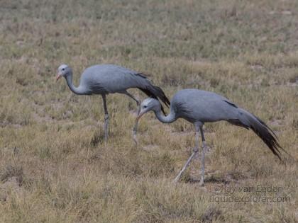 Blue Crane -2 – Etosha – Wildlife Wide