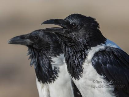 Crow -1 – Etosha – Wildlife Portrait