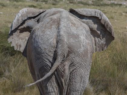 Elephant -1 – Etosha – Wildlife Wide