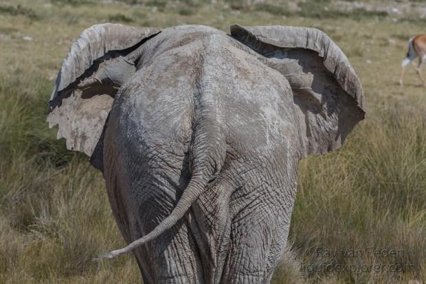 Elephant -1 – Etosha – Wildlife Wide