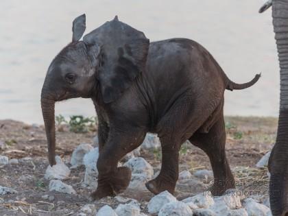 Elephant -10 – Etosha – Wildlife Wide