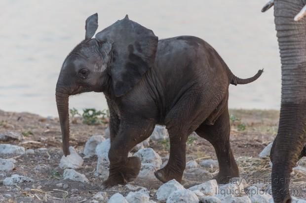 Elephant -10 – Etosha – Wildlife Wide