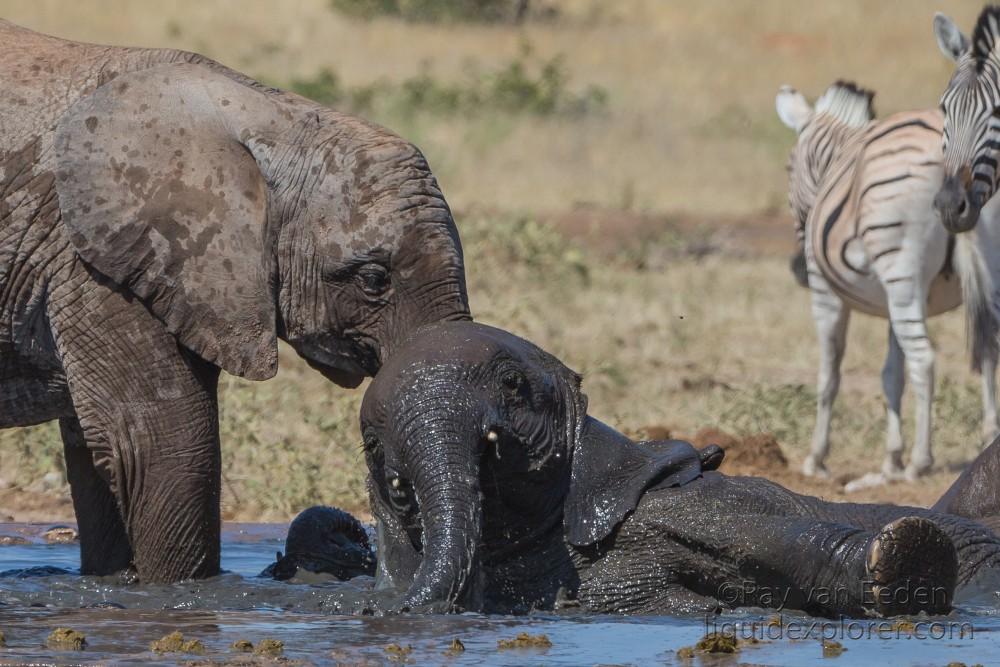 Elephant -11 – Etosha – Wildlife Wide