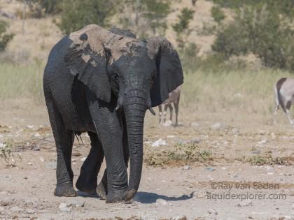 Elephant -13 – Etosha – Wildlife Wide