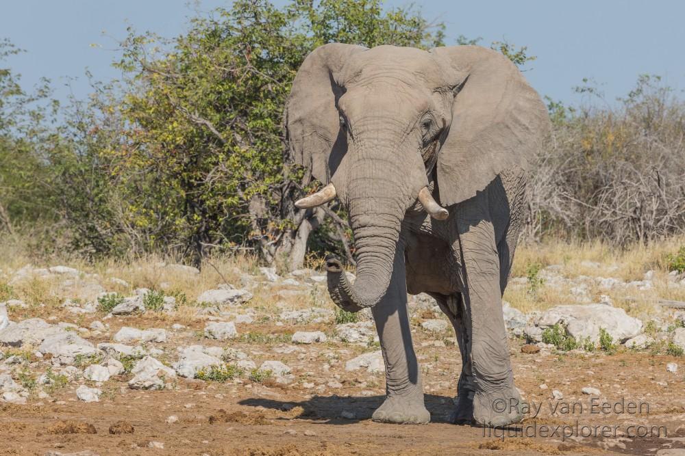 Elephant -14 – Etosha – Wildlife Wide