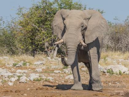 Elephant -14 – Etosha – Wildlife Wide