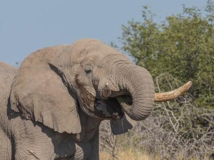 Elephant -15 – Etosha – Wildlife Wide