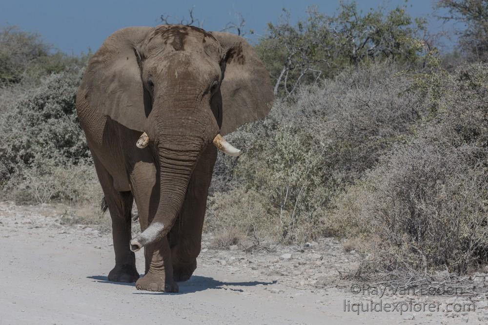 Elephant -18 – Etosha – Wildlife Wide