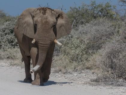 Elephant -18 – Etosha – Wildlife Wide