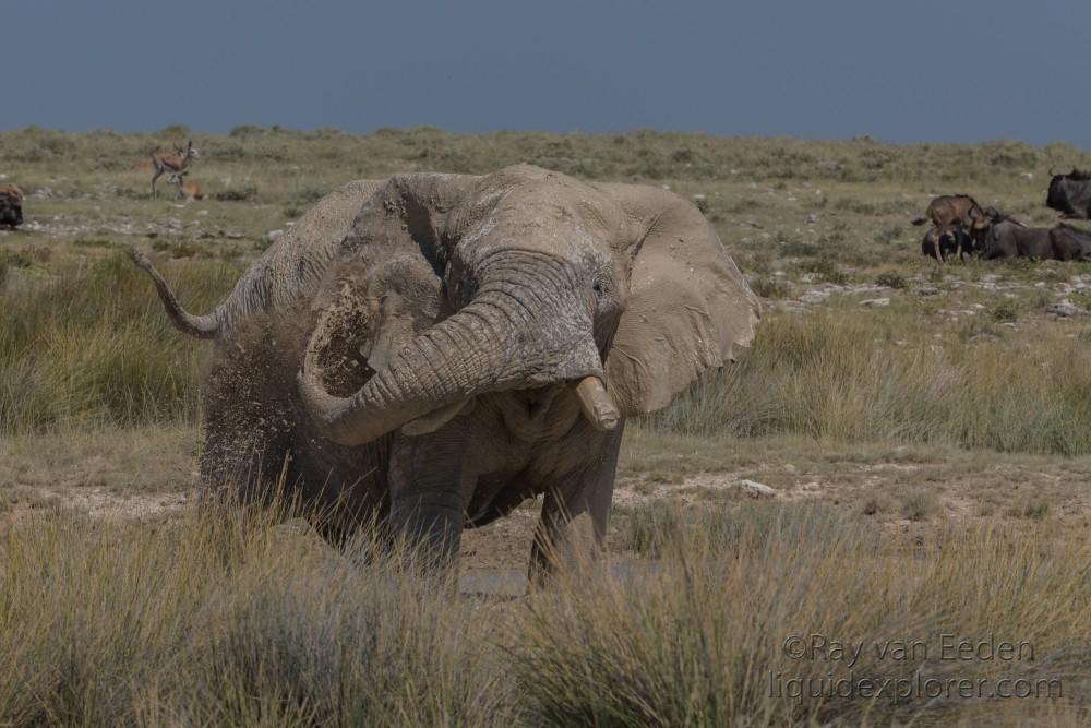 Elephant -2 – Etosha – Wildlife Wide