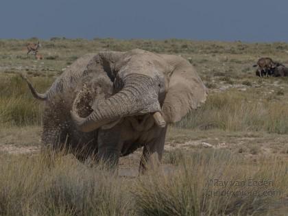 Elephant -2 – Etosha – Wildlife Wide