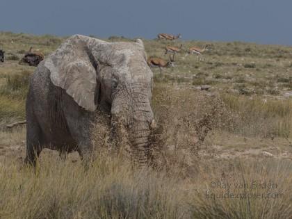 Elephant -3 – Etosha – Wildlife Wide