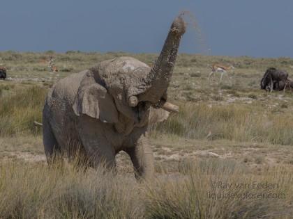 Elephant -4 – Etosha – Wildlife Wide