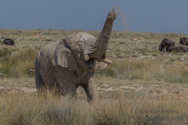 Elephant -4 – Etosha – Wildlife Wide