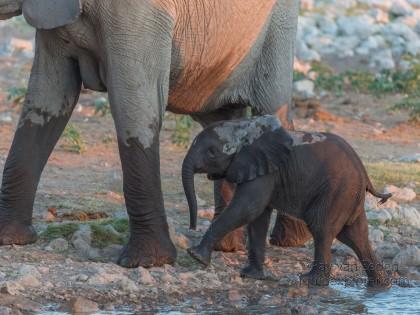 Elephant -7 – Etosha – Wildlife Wide